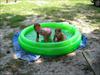 Thumbnail of Photo Number 117